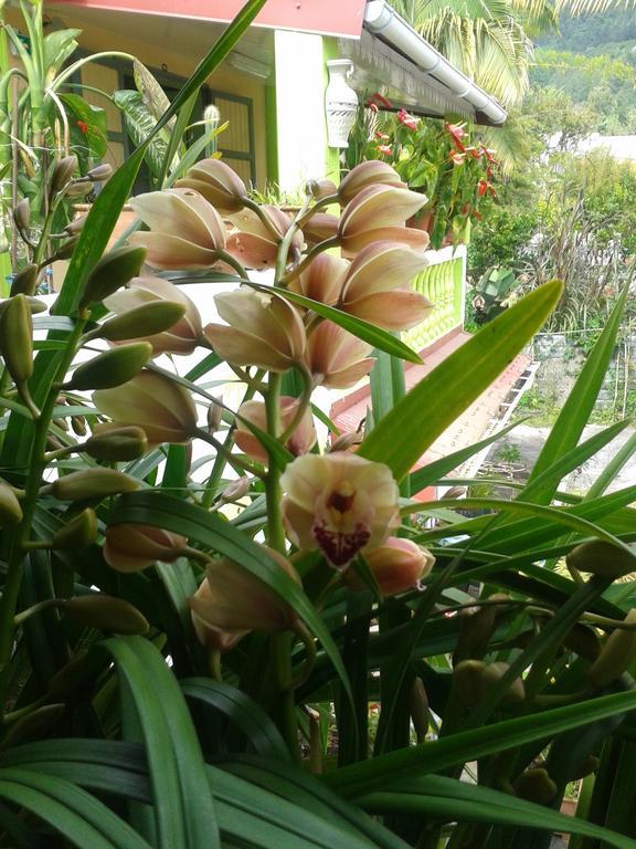 Chambres D'Hotes L'Orchidee Rose Салази Екстериор снимка